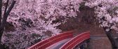 Cherry Blossom Flowers - Red Bridge HD wallpaper