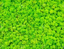 Wonderful green wall full with lichens - HD wallpaper