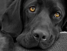 Puppy eyes - Sweet black dog - Favourite pet for kids