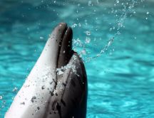 Macro beautiful Dolphin animal - Dance in the water