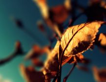 Macro Autumn leaf in the sunshine - HD wallpaper