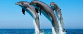 Three dolphins jumping in the blue ocean water - Dance time