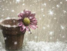 Artistic design flower in a vase -HD wallpaper winter season