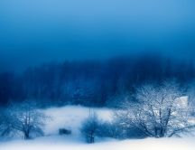 Fog over the white forest - HD wallpaper