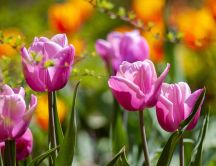 Purple tulips in the garden - Spring season time
