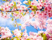 Wonderful nature spring time - Flowers blossom trees
