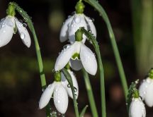 Drops of water in the morning on the beautiful snowdrops