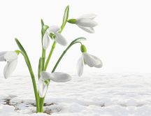 Beautiful white snowdrops in the snow - Spring season time