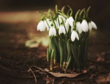 Beautiful bouquet of little snowdrops - Spring flowers