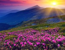 Mountain field full with spring purple flowers -HD wallpaper
