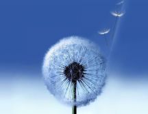 Wonderful Dandelion flower - HD blue sky wallpaper