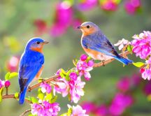 Two blue birds on a blossom branch of tree - Spring season