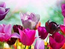 Wonderful tulips in the garden - HD wallpaper Spring time