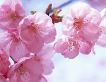 Beautiful pink cherry tree flowers - Blossom spring season