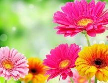 Hello spring beautiful season - Colorful flowers perfume