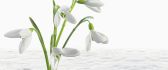 Beautiful white snowdrops in the snow - Spring season time