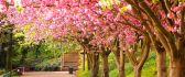 Wallpaper nature - Walk in the park under blossom trees