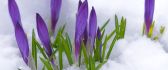 Purple Iris flowers in the snow - Fresh spring morning time