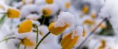 Yellow tulips covered with white snow - HD wallpaper