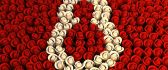 Red and white roses for all women in the world - 8 March