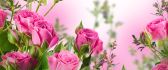 Pink rose flowers - Beautiful perfume