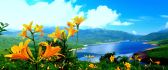 Yellow mountain flowers and a great landscape view