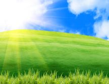 Green grass on a beautiful field - Sunshine HD wallpaper