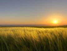 Wheat field and beautiful sunset time - HD wallpaper
