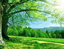 Wonderful tree - Summer green forest time