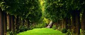 Right tree on the forest - Beautiful green path and field