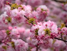 Blossom trees magic spring season wonderful time 2023