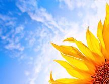 Half Sunflower in the beautiful day - Blue sky