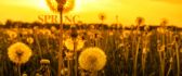 Golden dandelion in the light of sun - HD wallpaper