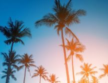 Palms in the shadow of sunset light - HD wallpaper