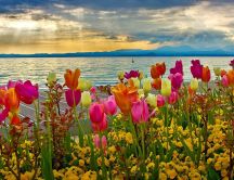 Wonderful colorful tulips near the lake - HD spring time