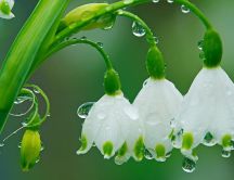 Macro fresh morning water drops on snowdrop flowers