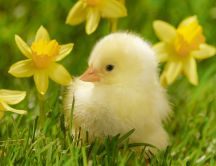 Little yellow duck near flowers - HD wallpaper spring time