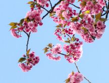 Wonderful cherry blossom flowers - Spring tree time