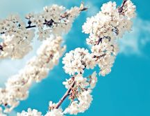 Wonderful blossom flowers tree season time - Sunlight