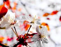 Macro spring flowers - Wonderful HD wallpaper