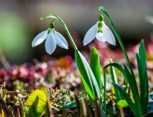 Little snowdrops in the fresh morning air - HD wallpaper