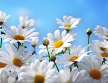 Daisy flowers in the spring fresh air - HD wallpaper
