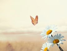Brown butterfly over beautiful daisy flowers - HD wallpaper