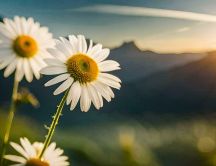 Macro flowers in the fresh morning air - daisy HD wallpaper