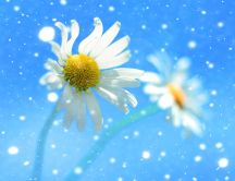 Spring wind over daisy flowers - HD wallpaper