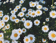 Garden full with daisy flowers - HD wallpaper