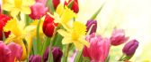 Tulips and yellow flowers in a wonderful spring season time