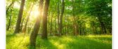 Sunlight behind the tree - Spring sun time HD wallpaper