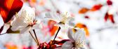 Macro spring flowers - Wonderful HD wallpaper