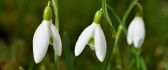 Good morning spring flowers snowdrops time - HD wallpaper